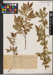 Foto von Salix daphnoides Vill. x Salix repens L.